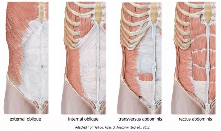 长期的骨盆前倾使腹直肌拉长无力,从而使肋骨下部翘起,即肋骨外翻